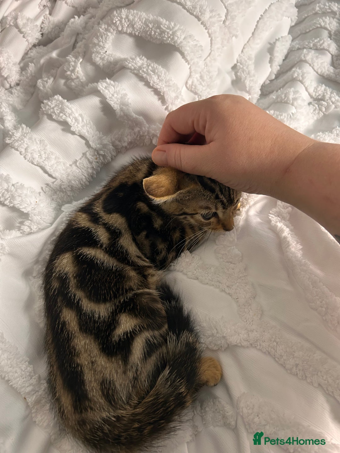 Bengal cats for sale: Bengal kittens ready now - Image 35