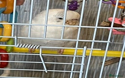 Budgerigars birds for sale: Young Female Budgie & Cage - Image 3