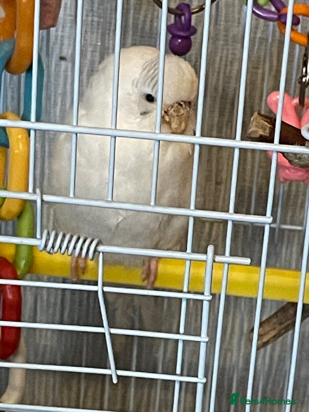 Budgerigars birds for sale: Young Female Budgie & Cage - Image 3