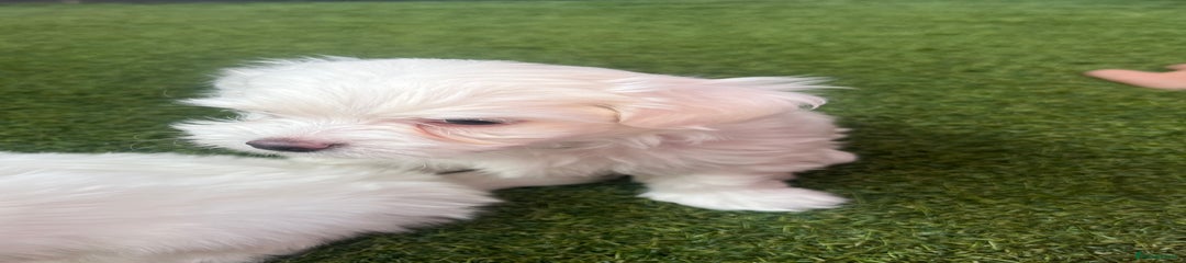 Maltese Puppy 2