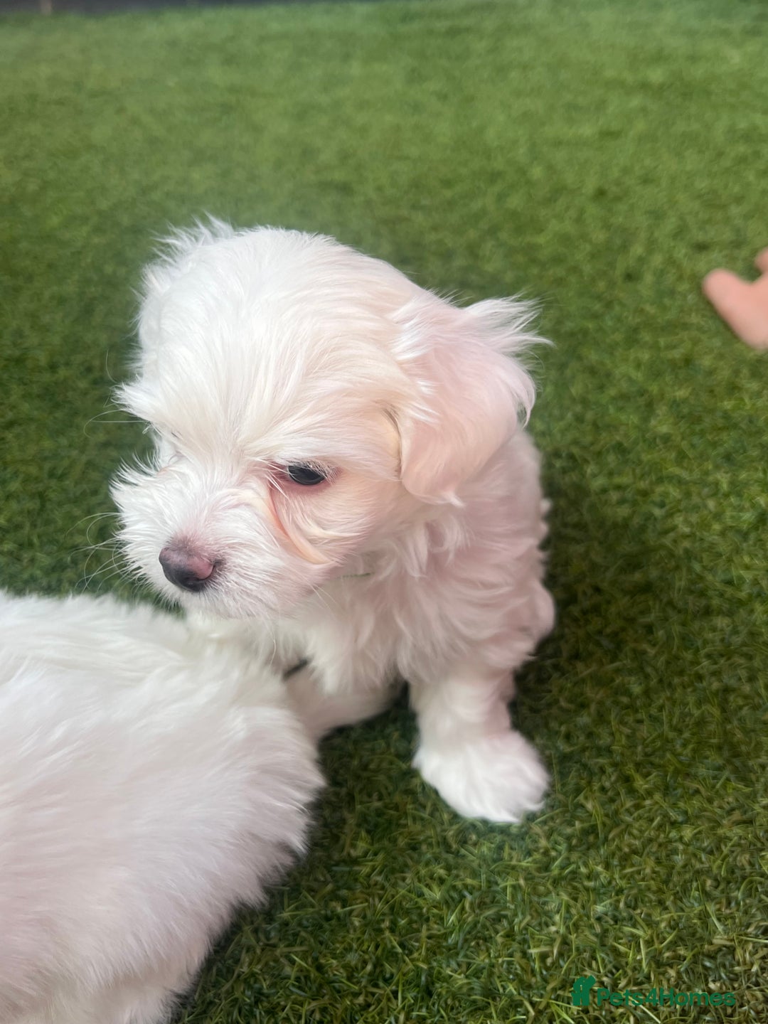 Maltese dogs for sale: Bichonul Maltese - Image 15