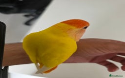 Lovebirds birds for sale: Super Tame, Hand Reared Baby Lovebird - Image 4