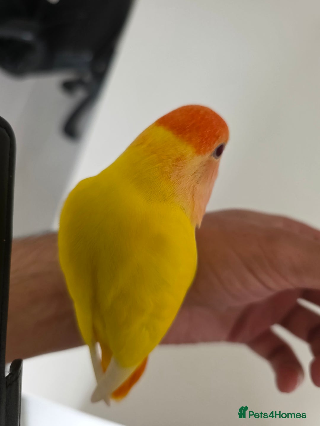 Lovebirds birds for sale: Super Tame, Hand Reared Baby Lovebird - Image 4