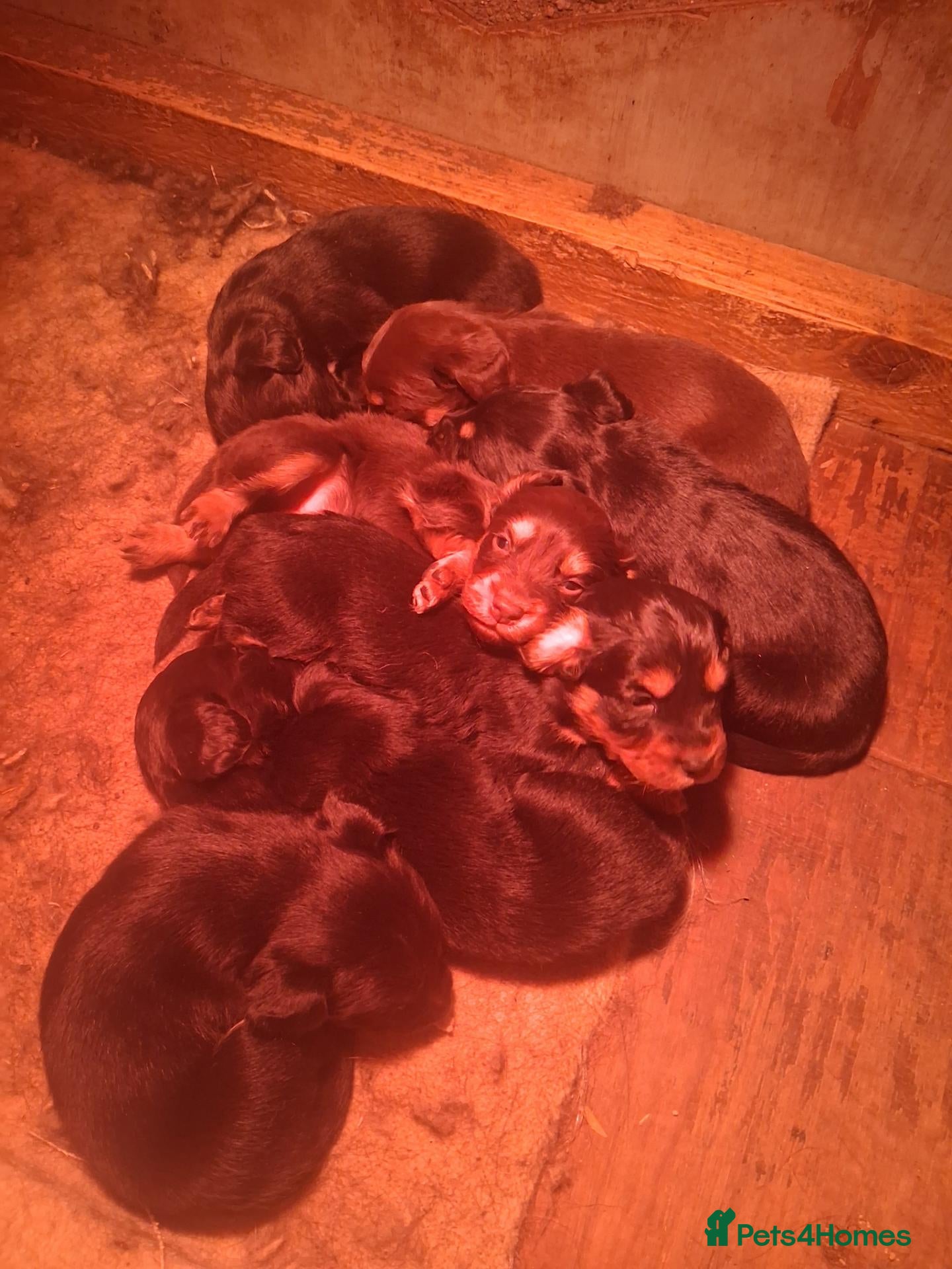 Mixed Breed dogs cocker x collie puppies  - Advert 2