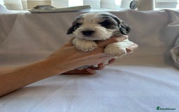 Cocker Spaniel dogs for sale: Cocker spaniel pups - Image 6