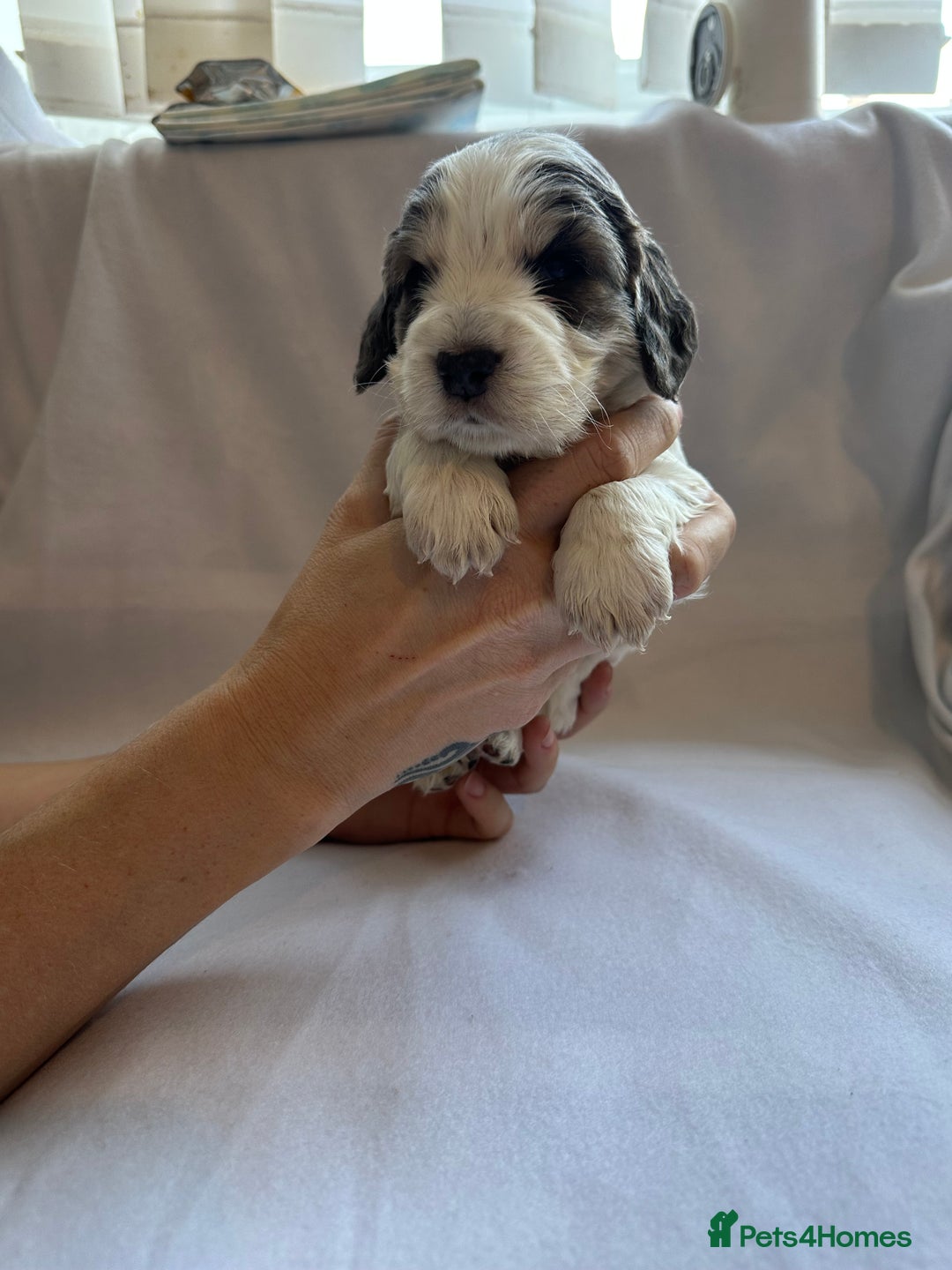 Cocker Spaniel dogs for sale: Cocker spaniel pups - Image 6