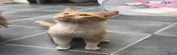 Mixed Breed cats for sale: Exotic shorthair cross kittens  - Advert 3