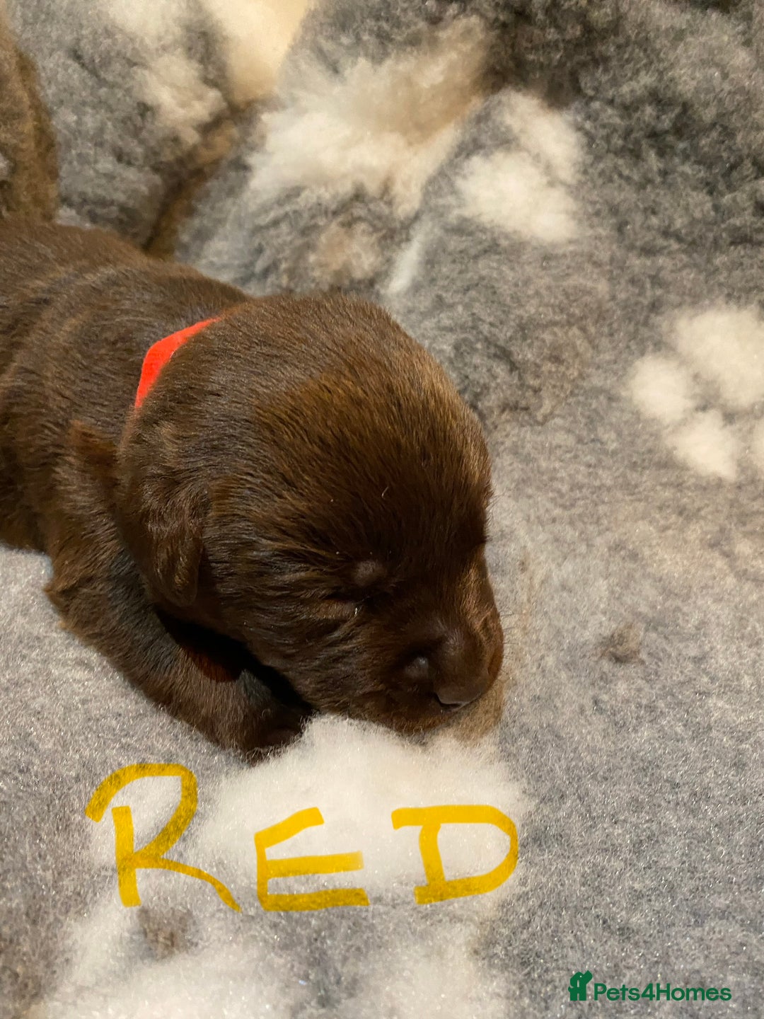 Labrador Retriever dogs for sale: Chocolate Labrador puppies - Advert 14