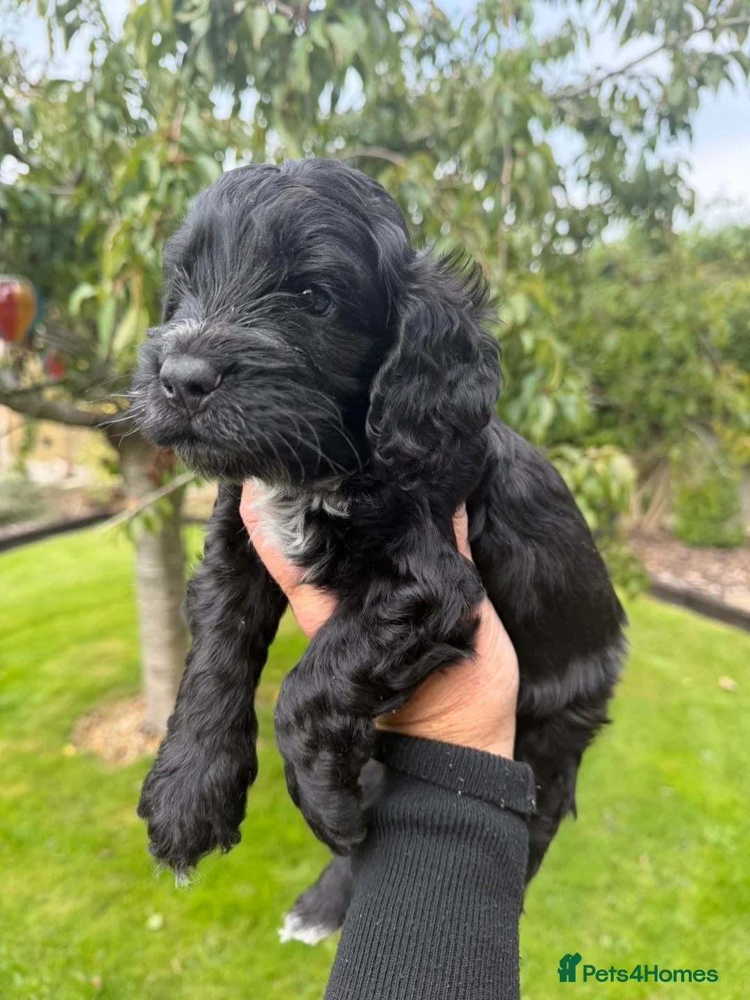 Cockapoo dogs for sale: BEAUTIFUL BOY COCKAPOO PUPPIES  in Alfreton - Advert 11