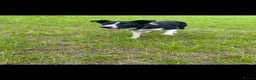 Mixed Breed dogs for sale: Shollie Pups - German Shepherd x Boarder Collie in Knutsford - Advert 22
