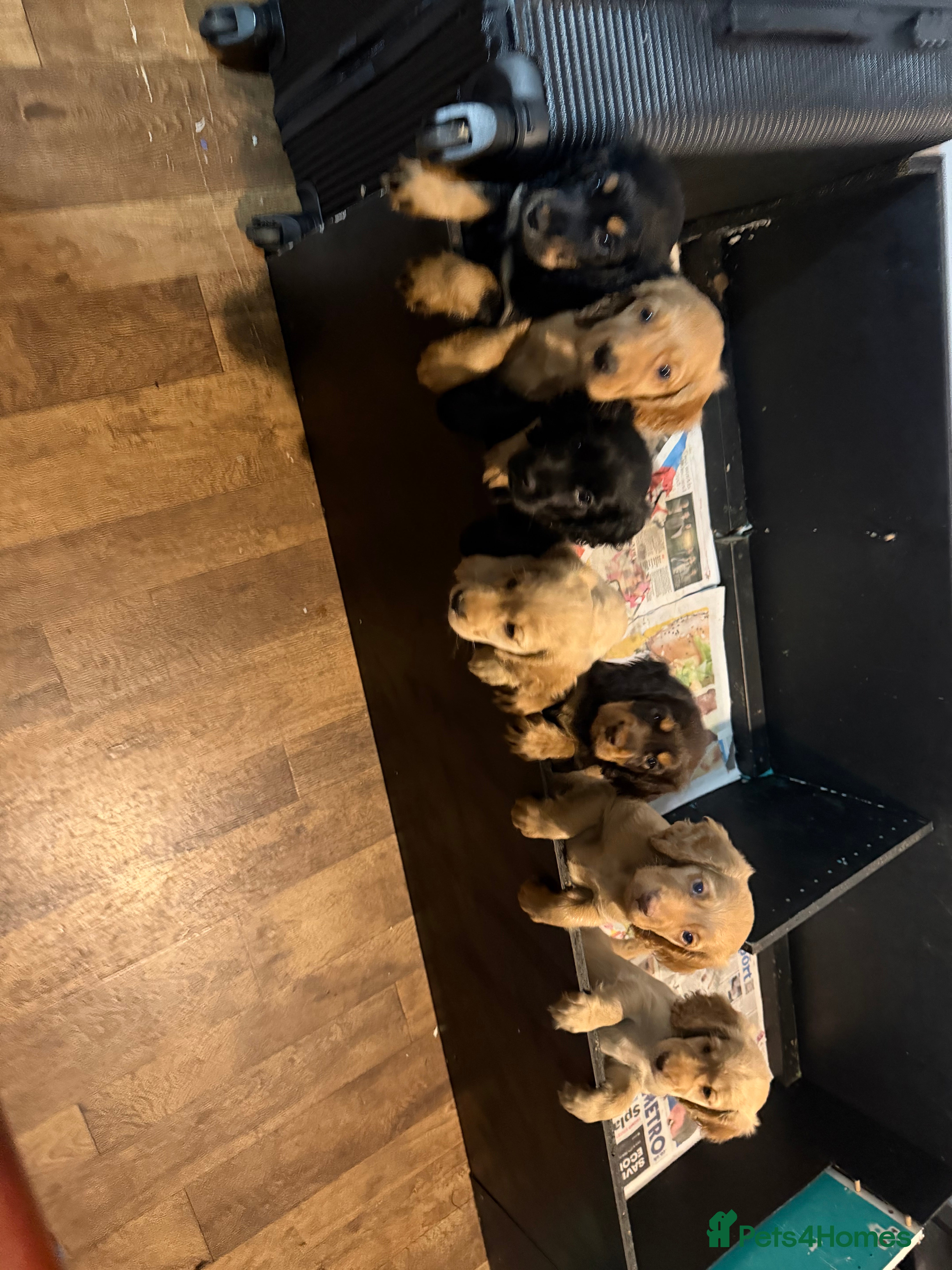 Cocker Spaniel dogs Show x Working Cockers - 15 Weeks & Fully Jabbed - Advert 13