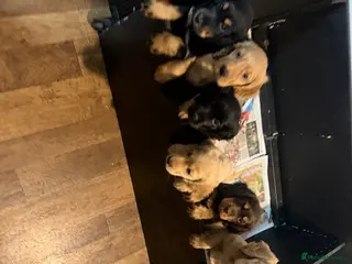 Cocker Spaniel dogs Show x Working Cockers - 15 Weeks & Fully Jabbed - Advert 13