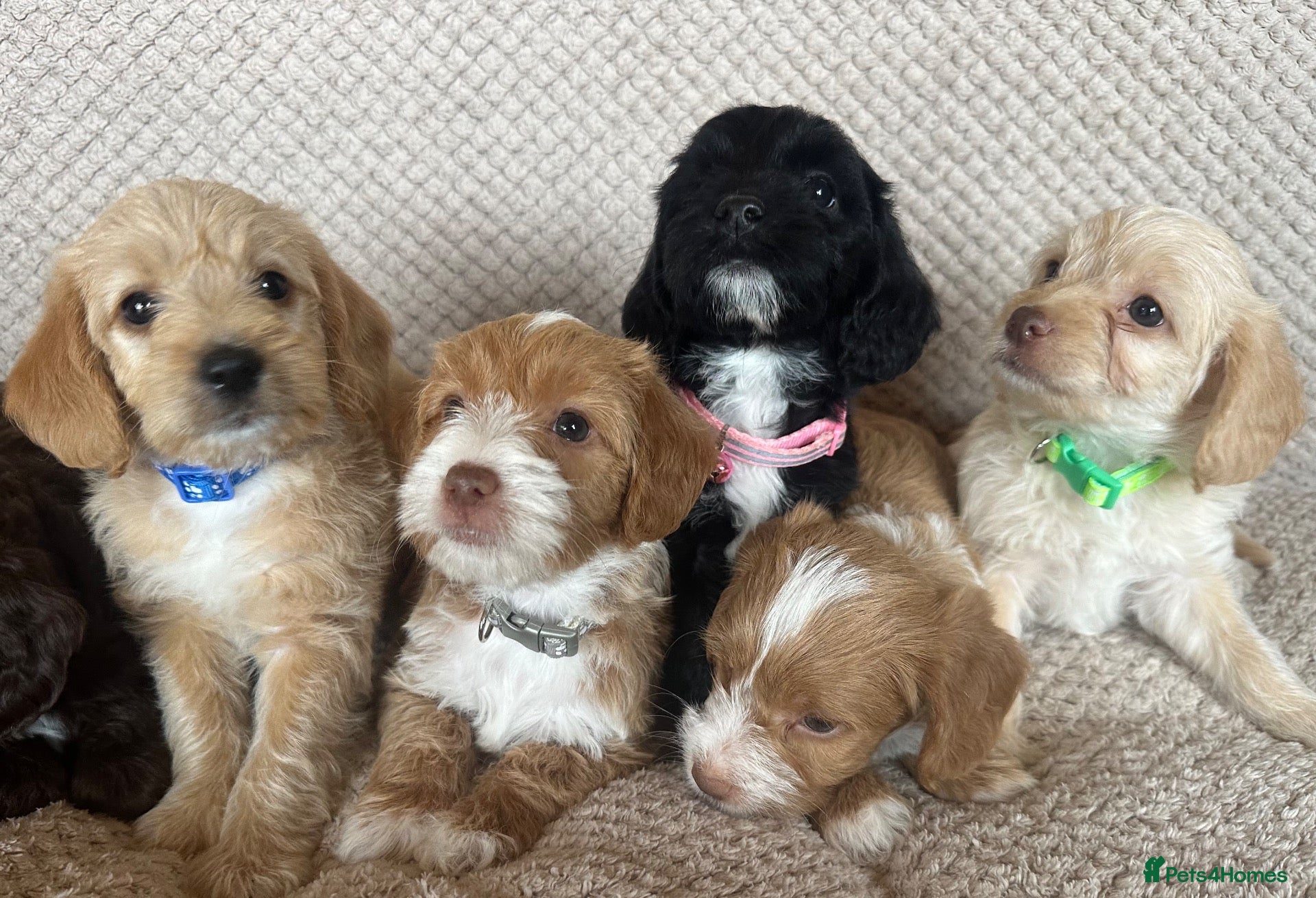 Jackapoo dogs 🐾 6 Beautiful Jackapoo Puppies 🐾  - Advert 1