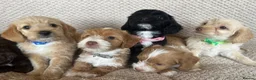 Jackapoo dogs for sale: 🐾 6 Beautiful Jackapoo Puppies 🐾  - Advert 1