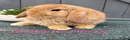 Mini Lop rabbits for sale: 8 week old Mini Lops - Advert 1