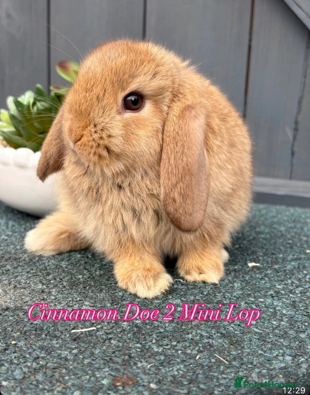 Mini Lop rabbits for sale: 8 week old Mini Lops - Advert 1