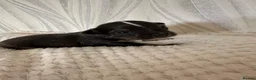 Chihuahua dogs for sale: Long hair chihuahua  - Advert 3