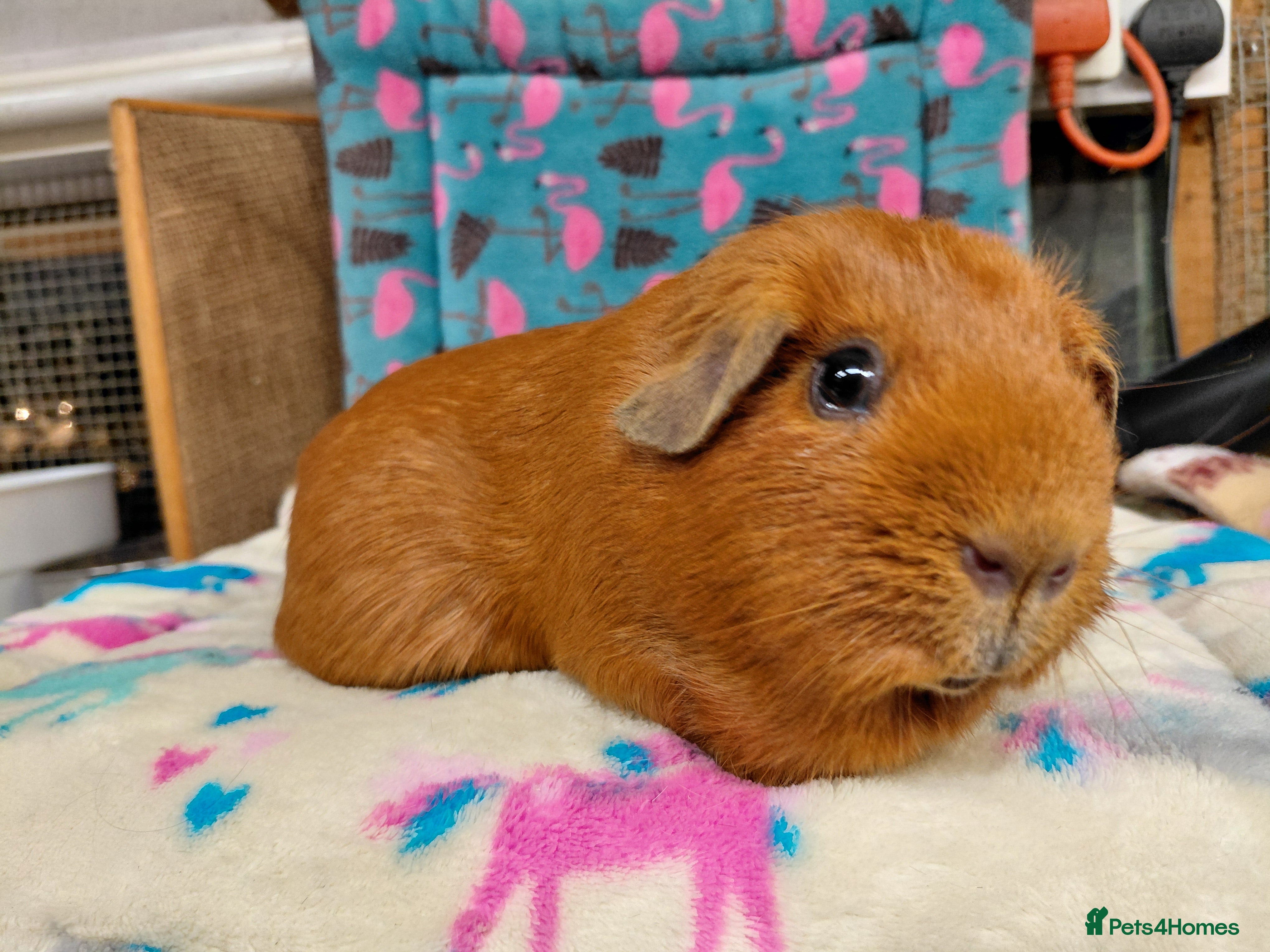 Guinea Pig rodents Baby PE Golden Sisters/Teddy/sheltie retired sows  - Advert 12