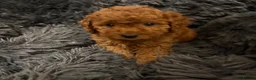 Cavapoochon dogs for sale: Therapy Puppies  - Advert 23