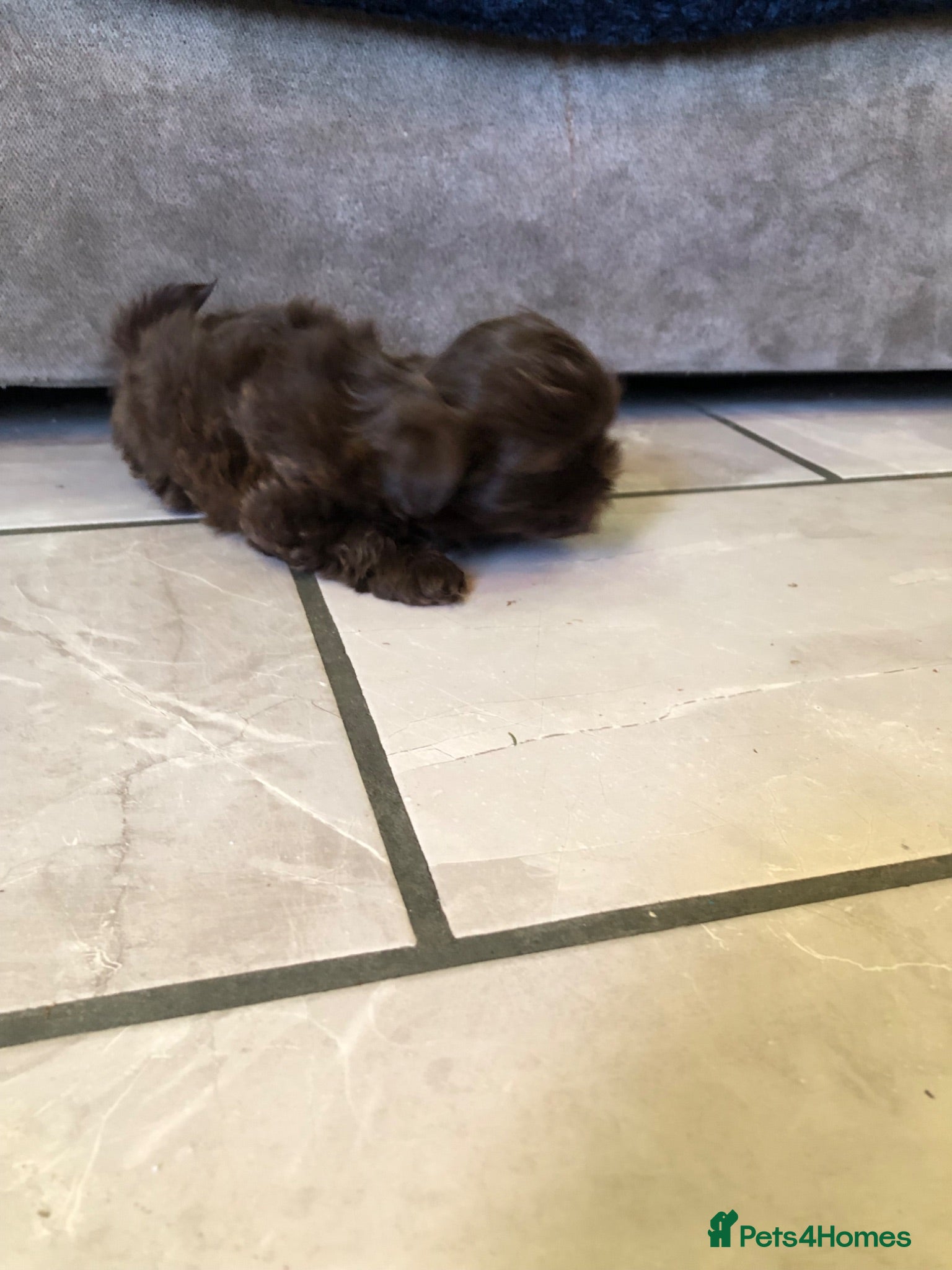 Shih Tzu dogs 5 beautiful shih tzu puppies - Advert 14