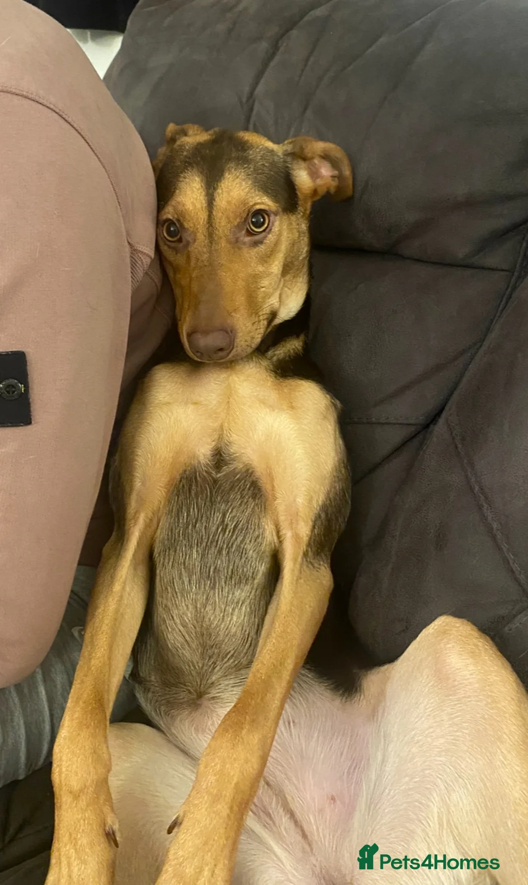 Australian Kelpie dogs for sale: Australian Kelpie Rehome  - Advert 2