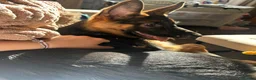 German Shepherd dogs for sale: GSD 5 month old  in Mansfield - Advert 2