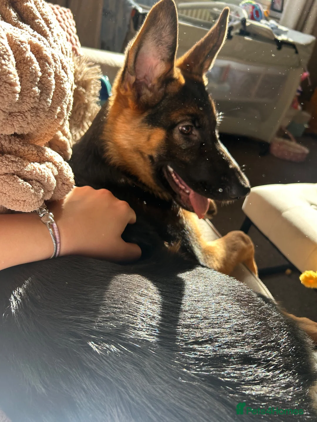 German Shepherd dogs for sale: GSD 5 month old  in Mansfield - Advert 2