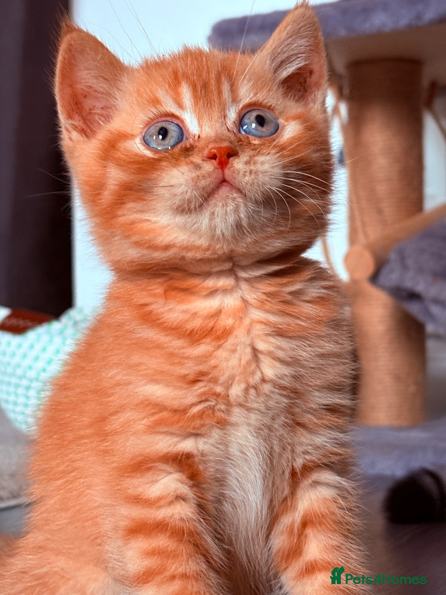 British Shorthair cats 🌟GCCF BSH Kittens Beautiful Variety of Colours 🌟 - Advert 2
