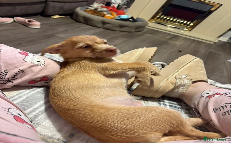 Chiweenie dogs - Advert 1