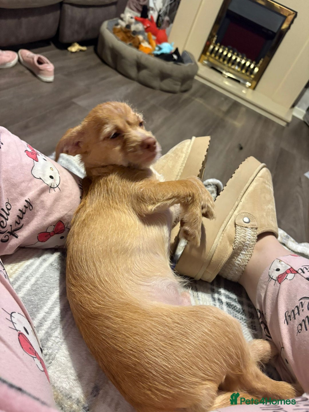 Chiweenie dogs for sale: 4 month old chihuahua cross male - Image 1