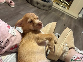 Chiweenie dogs - Advert 5