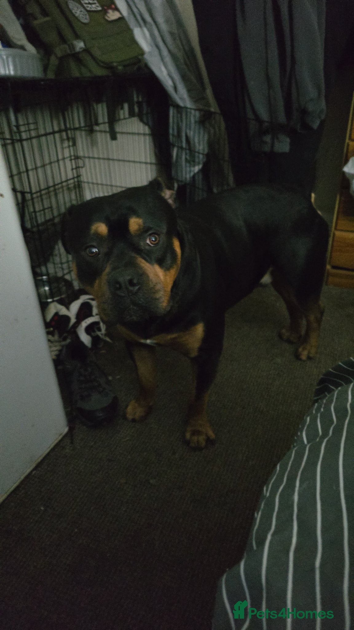 Mixed Breed dogs Rottweiler/pocket bully for stud.  - Advert 2