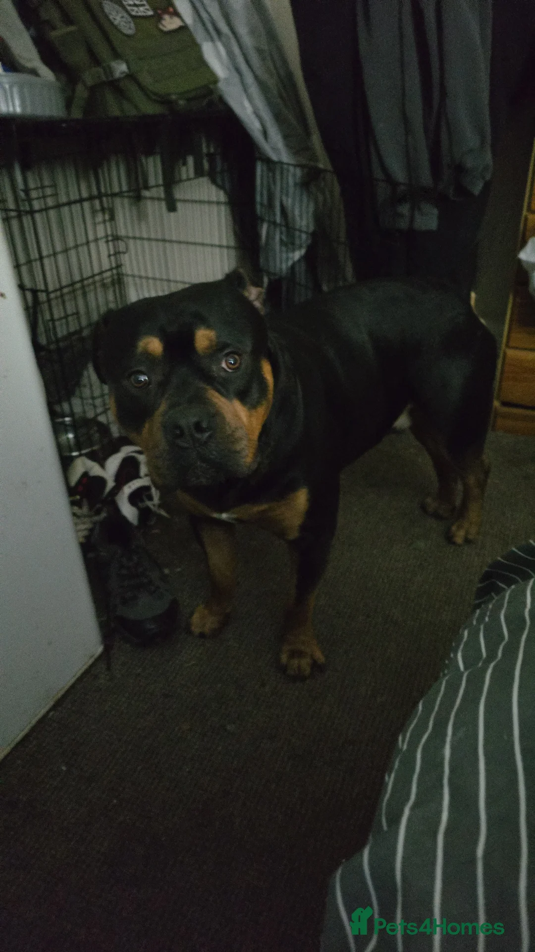Mixed Breed dogs for stud: Rottweiler/pocket bully for stud.  in Llandudno - Advert 2