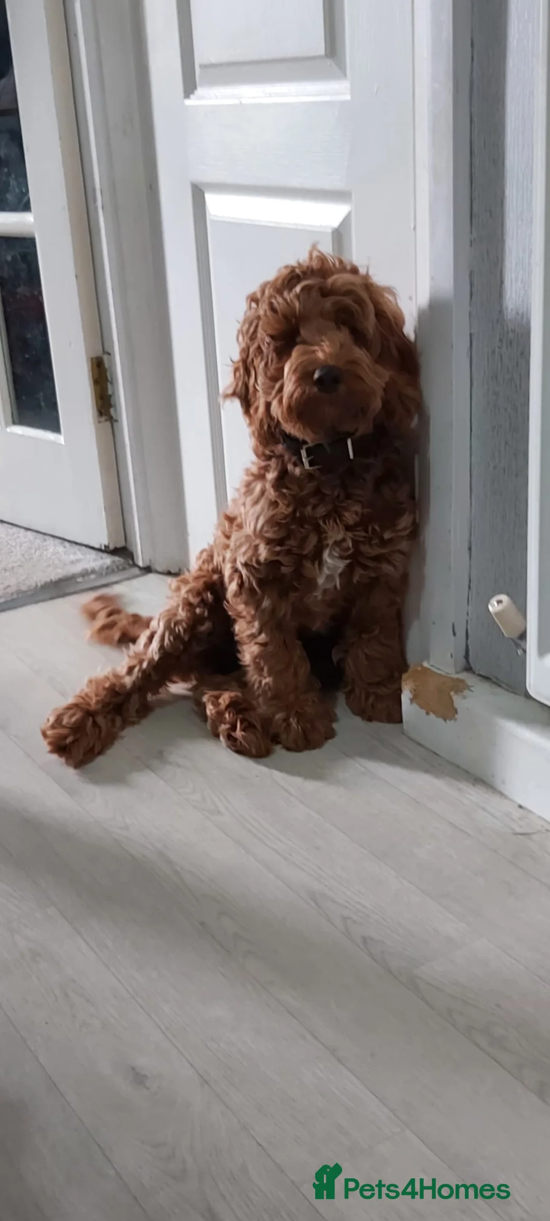 Cockapoo dogs for sale: Rocco 1 year old cockapoo  - Advert 10