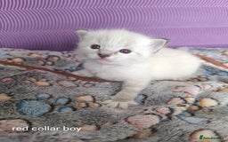 Ragdoll cats for sale: Adorable Ragdoll kittens - Image 4