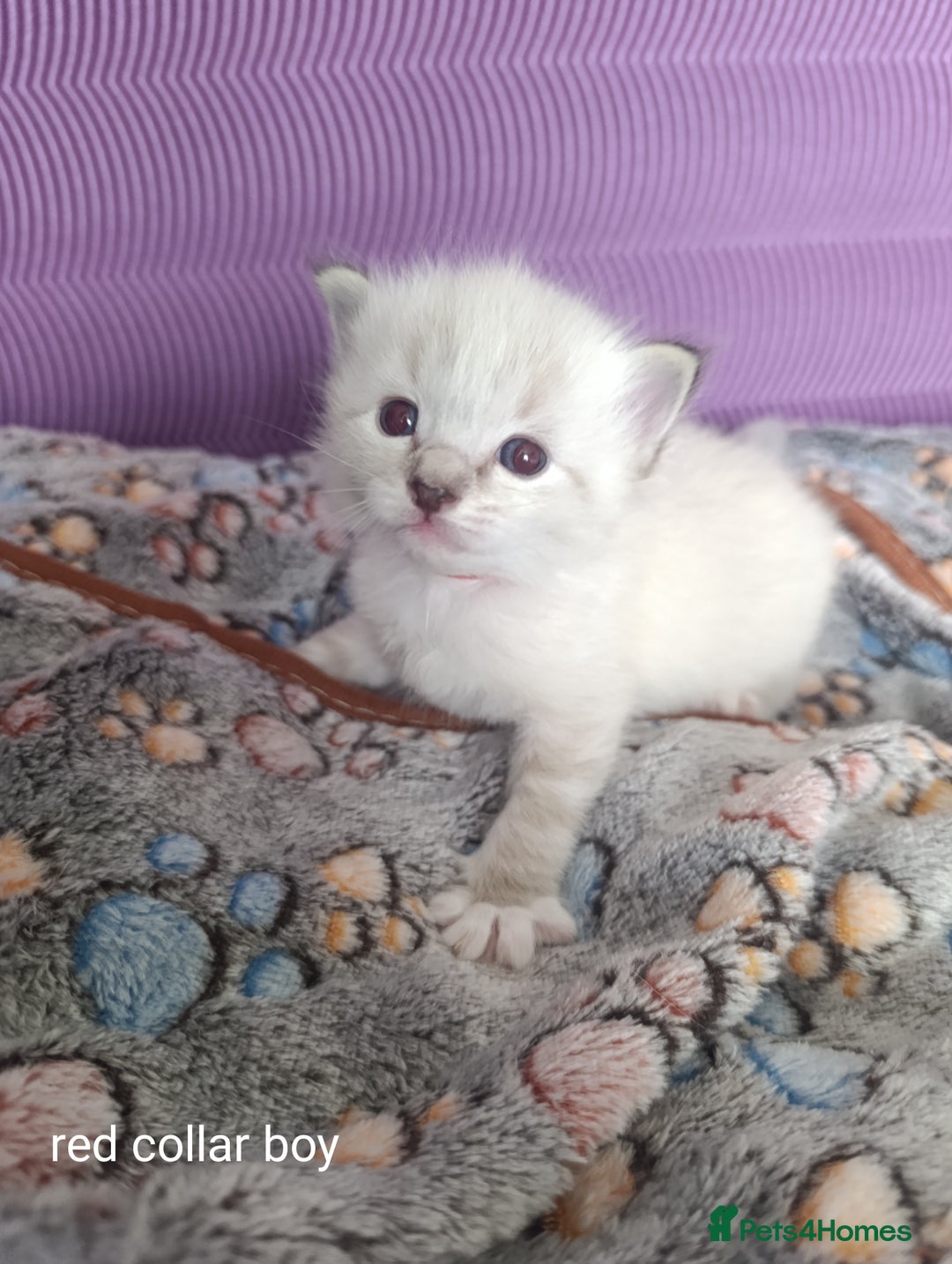 Ragdoll cats for sale: Adorable Ragdoll kittens - Image 4