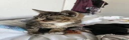Domestic Shorthair cats for sale: Tabby kitten - Advert 4