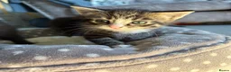 Mixed Breed cats for sale: 3 kittens for sale  - Advert 1