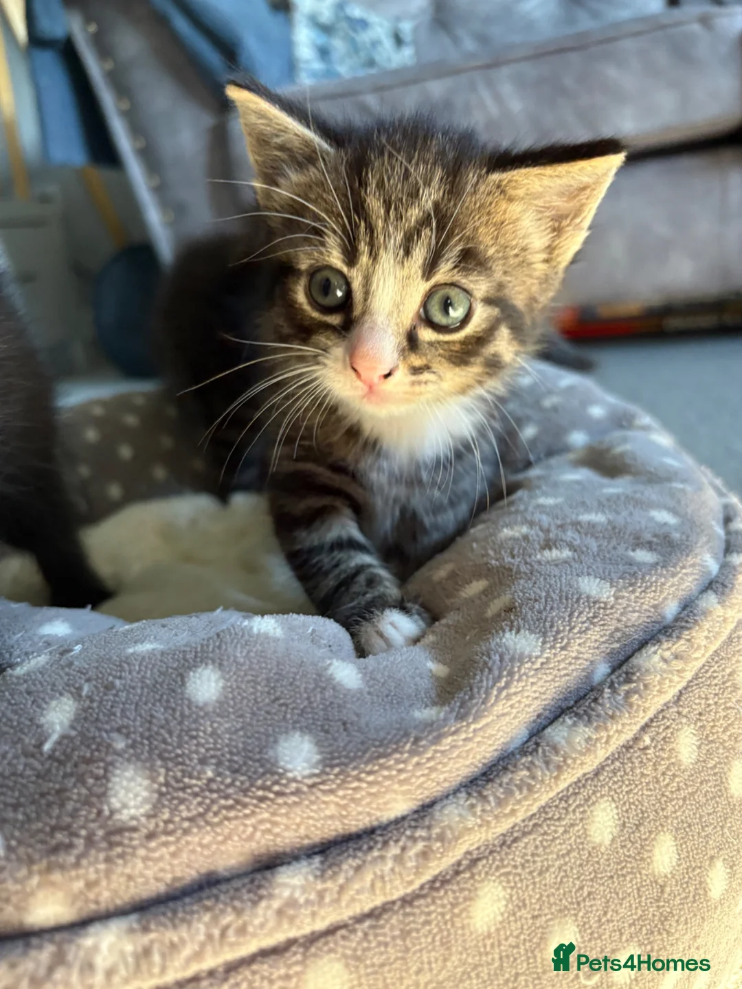 Mixed Breed cats for sale: 3 kittens for sale  - Advert 1