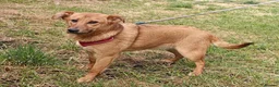 Mixed Breed dogs for adoption: ❤️🐶 YARA – FULL OF GENTLE LOVE in Folkestone - Advert 6
