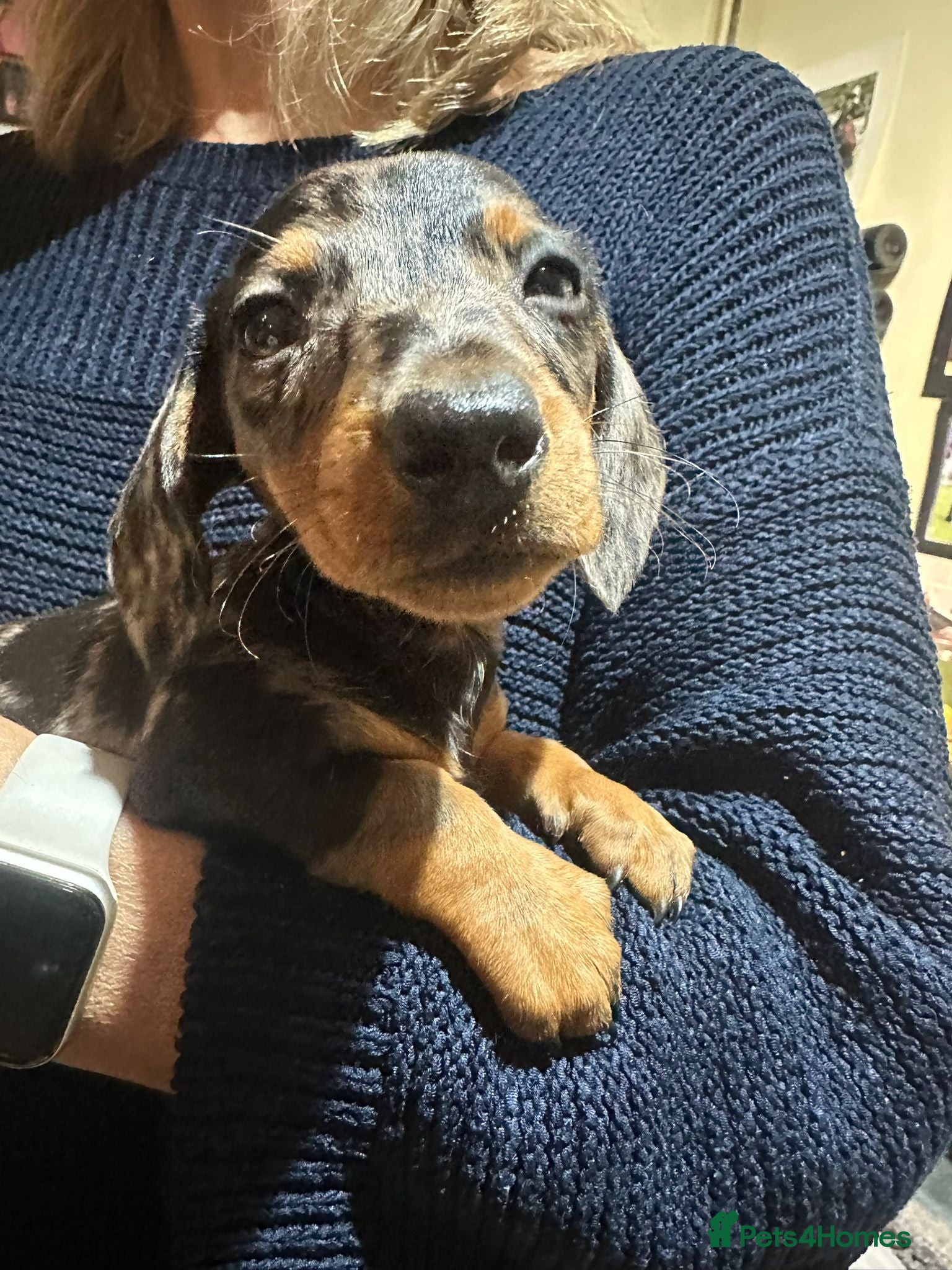 Miniature Dachshund dogs Miss Cutie  - Advert 6