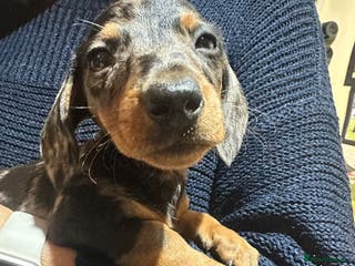 Miniature Dachshund dogs Miss Cutie - Advert 18