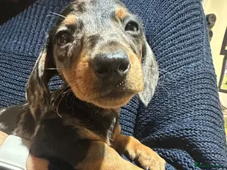 Miniature Dachshund dogs Miss Cutie - Advert 17