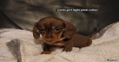 Miniature Dachshund dogs READY NOW PRA Clear KC Registered pups - Advert 6