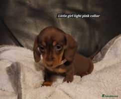 Miniature Dachshund dogs READY NOW PRA Clear KC Registered pups - Advert 6