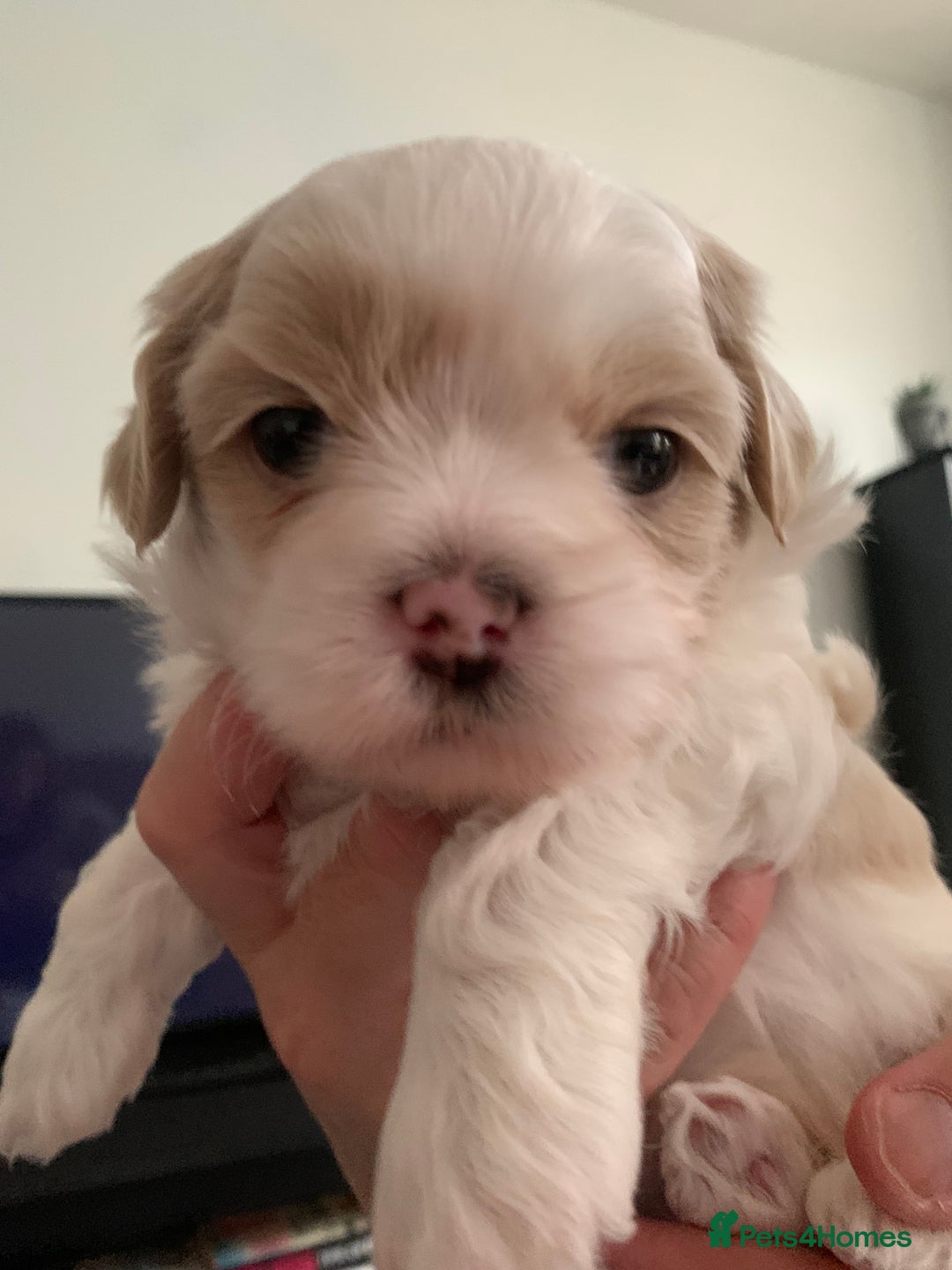 Malshi dogs for sale: Malshi puppies - Image 3