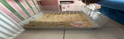 Mini Lop rabbits for sale: Black male mini lop & run/ home/ accessories  - Advert 4