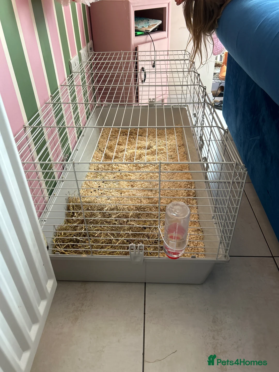 Mini Lop rabbits for sale: Black male mini lop & run/ home/ accessories  - Advert 4