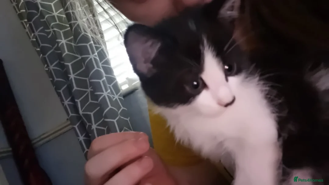 Mixed Breed cats for sale:  kittens for sale  - Advert 2