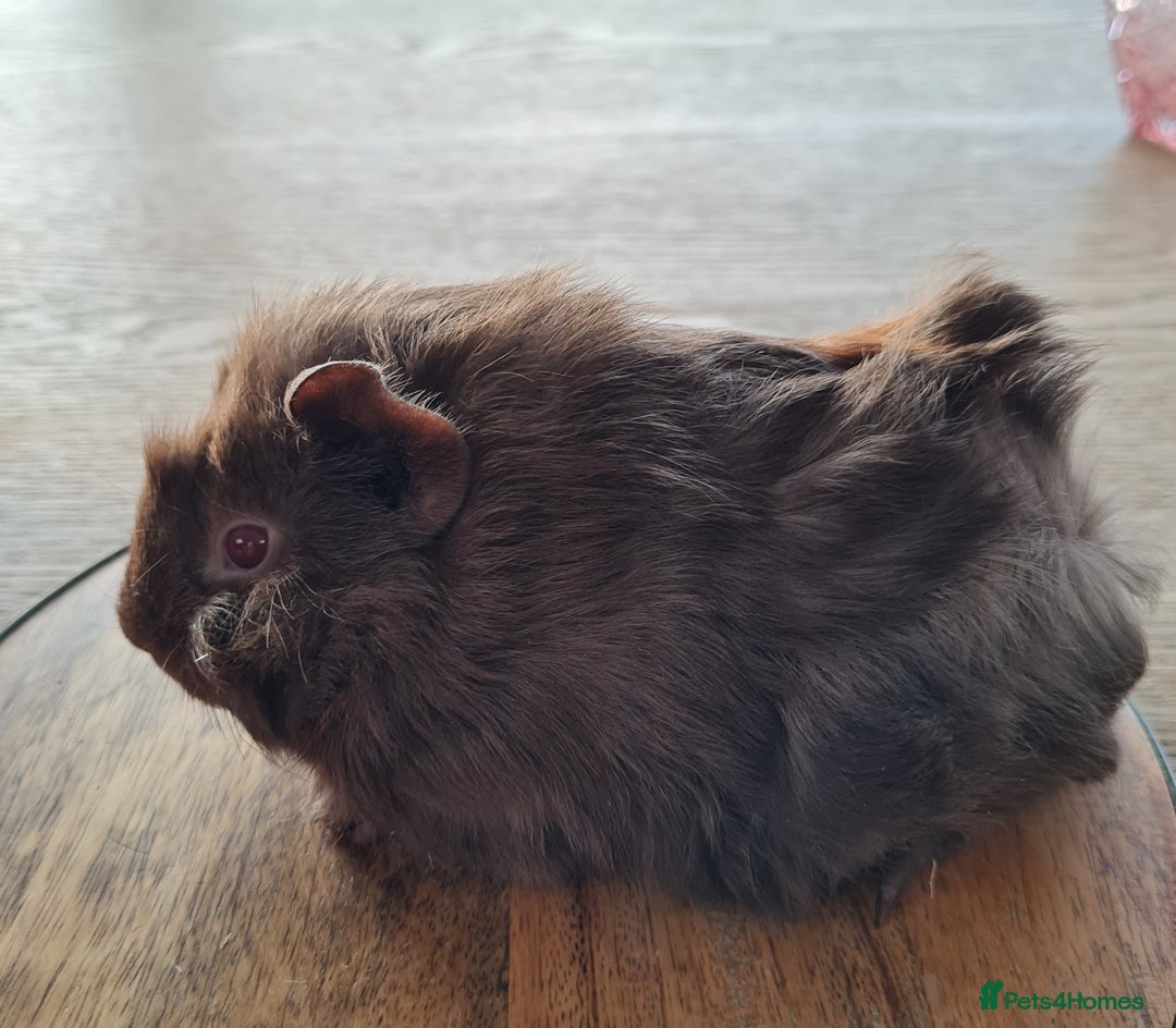 Guinea Pig rodents for sale: Baby guinea pigs for sale - Advert 18